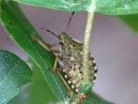 Waldwächter, Arma custos, Larve