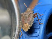 Waldwächter, Arma custos