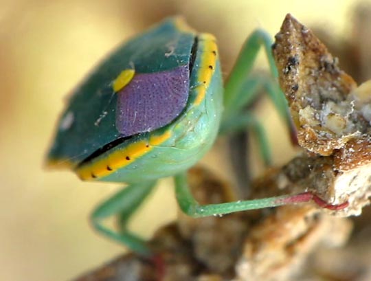 Brachynema cinctum