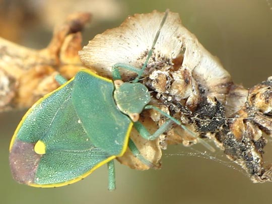 Brachynema cinctum