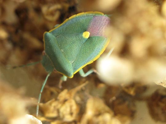 Brachynema cinctum