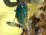 Brachynema cinctum