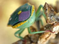 Brachynema cinctum