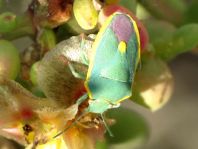 Brachynema cinctum