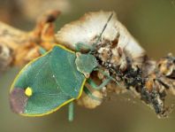 Brachynema cinctum