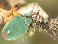 Brachynema cinctum