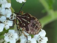 Carpocoris