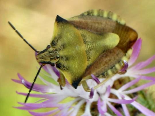 Carpocoris