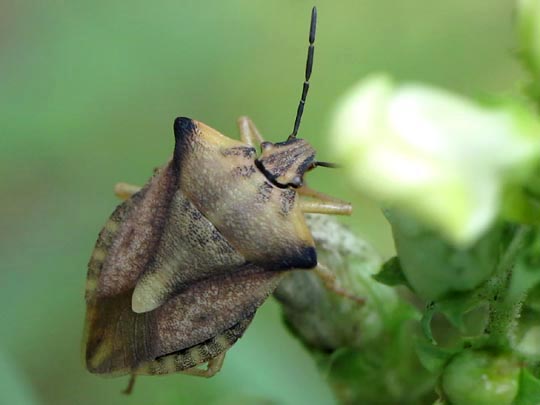 Carpocoris sp.