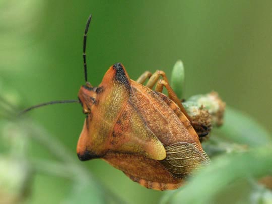 Carpocoris