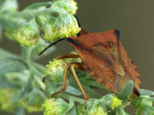 Carpocoris