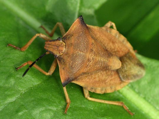 Carpocoris
