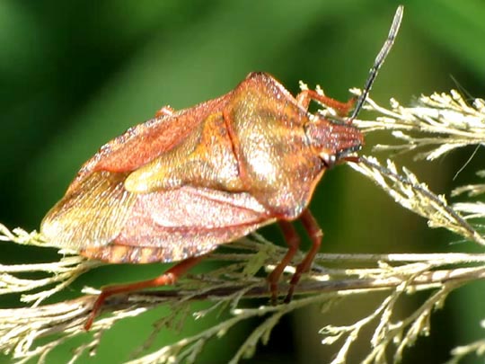 Carpocoris