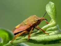 Carpocoris sp.
