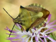 Carpocoris