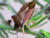 Carpocoris