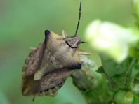 Carpocoris