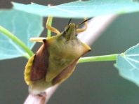 Carpocoris