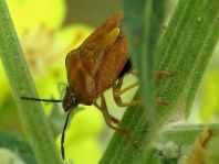 Carpocoris