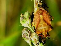 Carpocoris