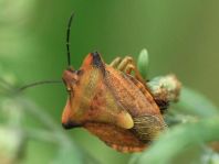 Carpocoris