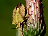 Carpocoris