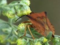 Carpocoris