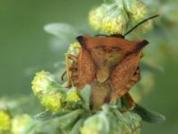 Carpocoris