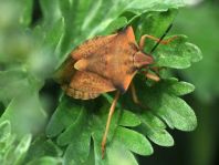 Carpocoris