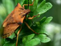 Carpocoris