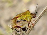 Carpocoris sp.