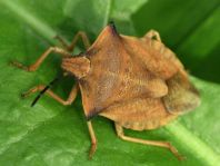 Carpocoris