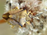 Carpocoris