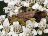 Carpocoris