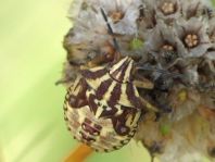 Carpocoris