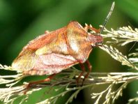 Carpocoris