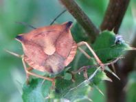 Carpocoris