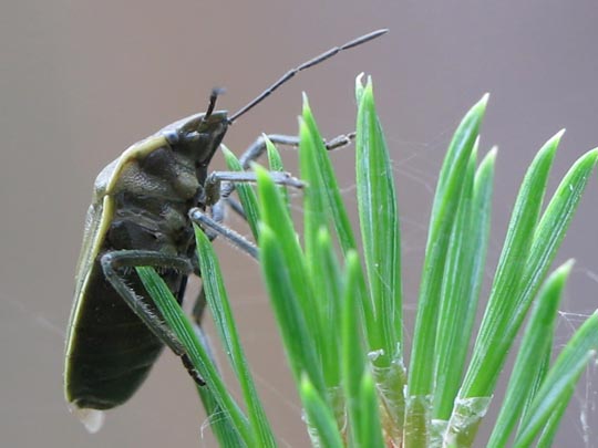 Chlorochroa pinicola