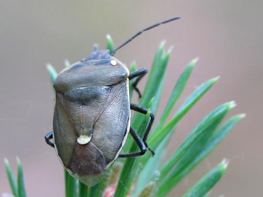 Chlorochroa pinicola
