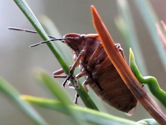 Chlorochroa pinicola