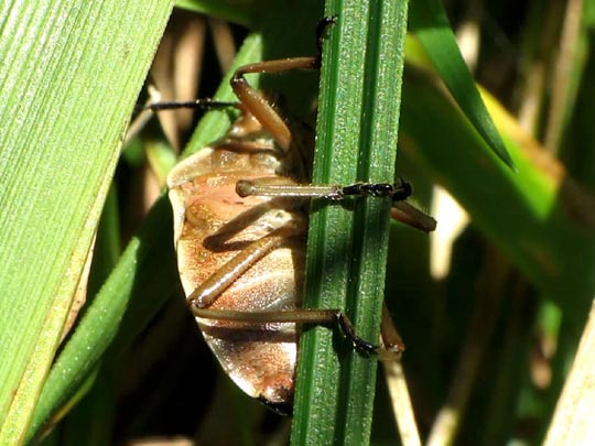 Chlorochroa pinicola