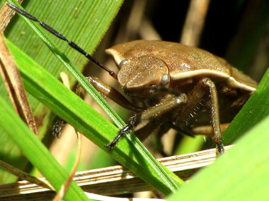 Chlorochroa pinicola