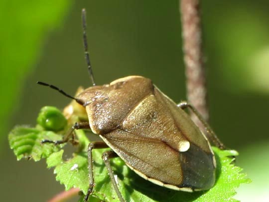 Chlorochroa pinicola