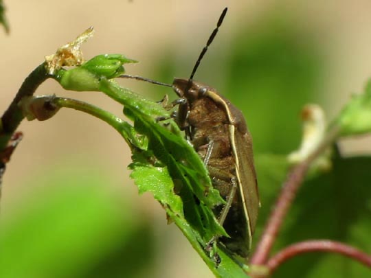 Chlorochroa pinicola