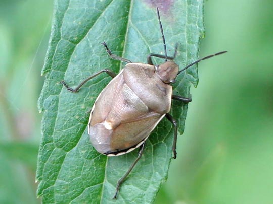 Chlorochroa pinicola