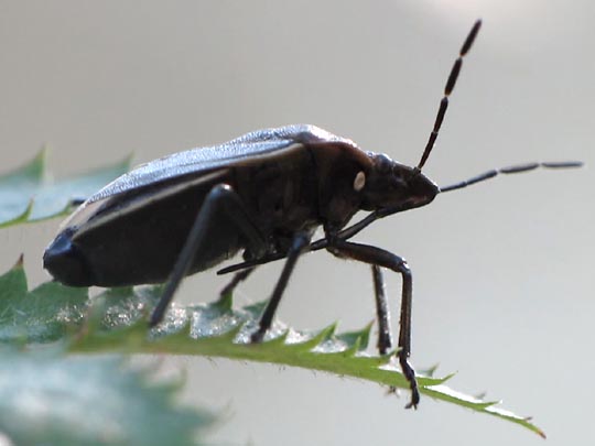 Chlorochroa pinicola