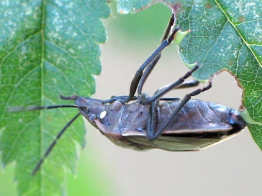 Chlorochroa pinicola