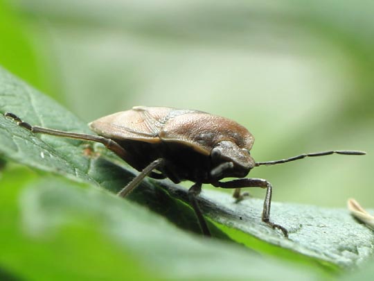 Chlorochroa pinicola