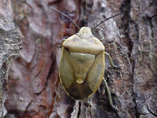 Chlorochroa pinicola