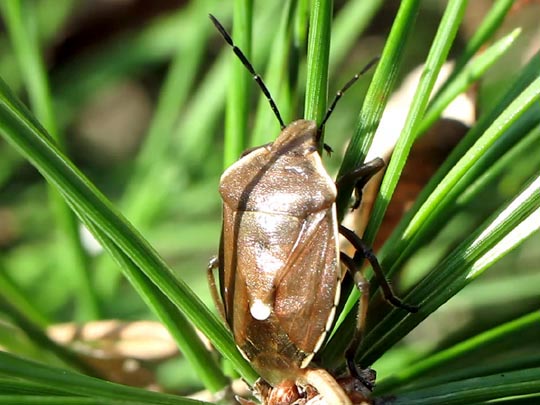 Chlorochroa pinicola